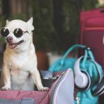 dog carrier Profile Picture